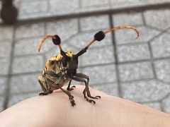 Aristobia approximator
