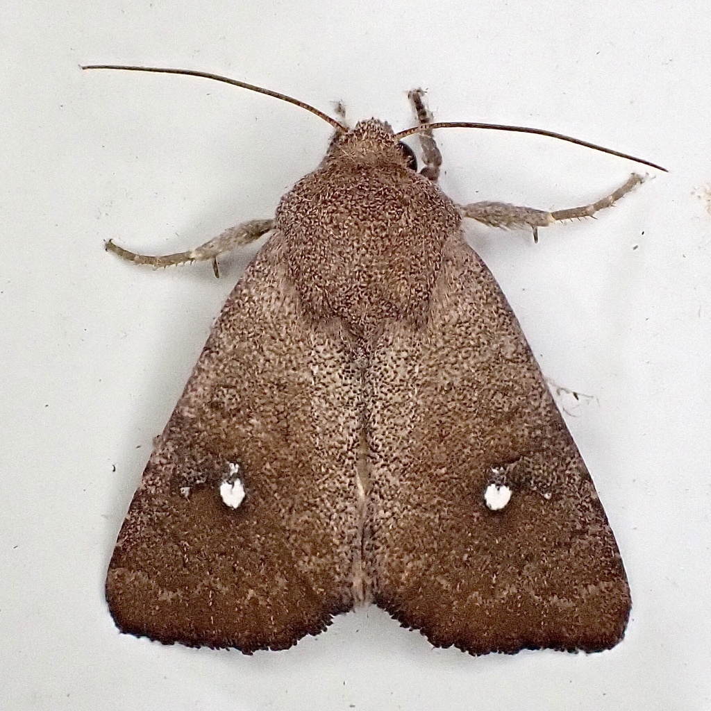 Sideridis ruisa