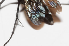 Paracyphononyx funereus