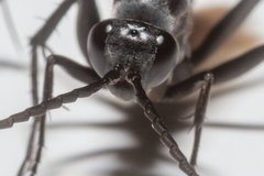 Paracyphononyx funereus