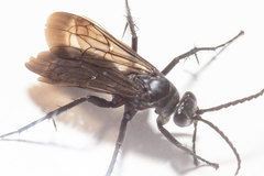 Paracyphononyx funereus