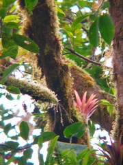 Tillandsia biflora