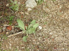 Cynoglossum cheirifolium