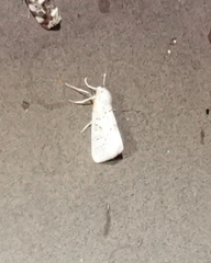 Philtraea paucimacula