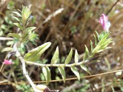 Echium rosulatum