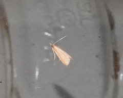 Microtheoris ophionalis