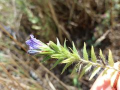 Echium rosulatum