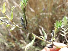 Echium rosulatum