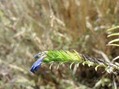 Echium rosulatum