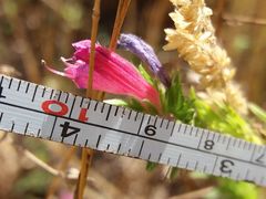 Echium rosulatum