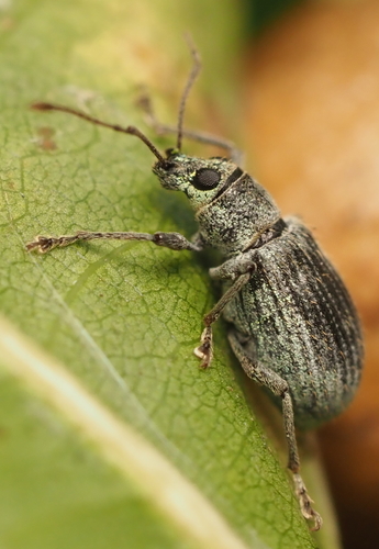 Asian Oak Weevil photo 3