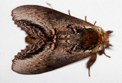 Hylaeora eucalypti