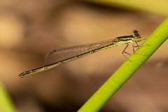 Agriocnemis rubricauda