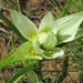 Colchicum melanthioides transvaalense - Photo inga rättigheter förbehållna, uppladdad av Joseph Heymans