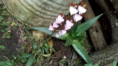 Rhynchostele bictoniensis