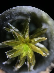 Scouleria aquatica