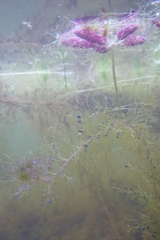 Utricularia muelleri