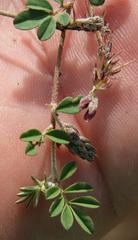 Indigofera alternans