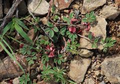 Indigofera alternans