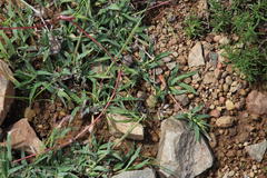 Indigofera alternans