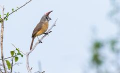 Cardinalis phoeniceus