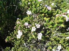 Euchaetis albertiniana