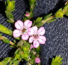 Euchaetis albertiniana
