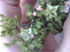 Euchaetis albertiniana