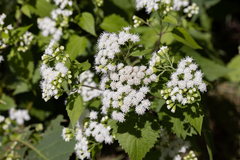 Ageratina altissima