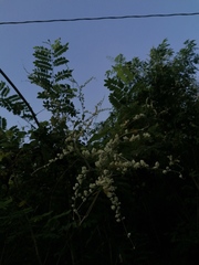 Antigonon flavescens