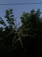 Antigonon flavescens