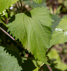 Ageratina altissima