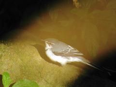 Motacilla clara