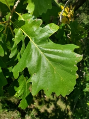 Quercus × bebbiana