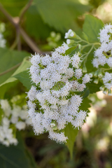 Ageratina altissima
