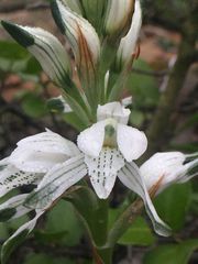 Chloraea multiflora