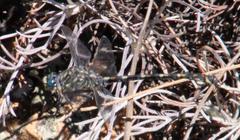 Ceratogomphus triceraticus