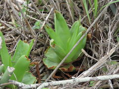 Bulbine latifolia
