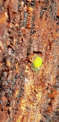 Araneus circulissparsus