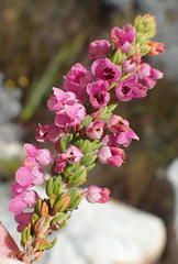 Erica nervata