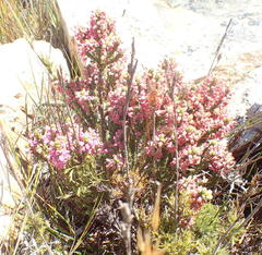 Erica nervata