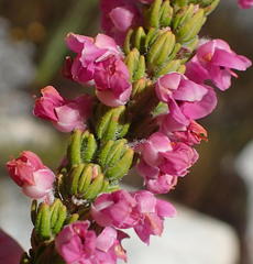 Erica nervata