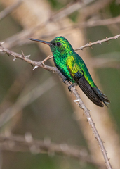 Chlorostilbon gibsoni