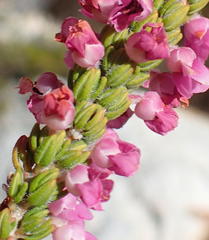Erica nervata