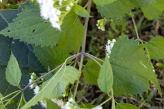 Ageratina altissima