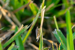 Prairiana