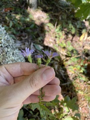 Eurybia surculosa