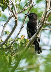 Thamnophilus melanonotus