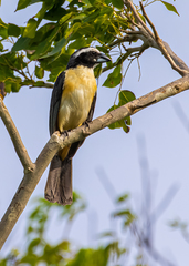 Saltator orenocensis