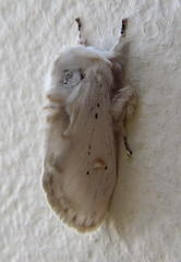 Naroma varipes